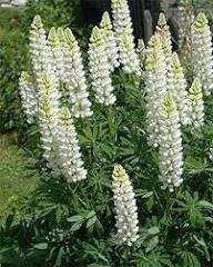 Lupini Flower Seeds White – Heirloom Non-GMO High Germination