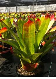 Red Orange Aechmea Flower Seeds – Heirloom, Non-GMO, High Germination Organic Garden Seeds for Planting