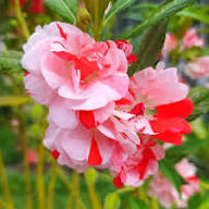 Pink White Balsam Flower Seeds Heirloom Non-GMO High Germination Organic Garden Seeds for Planting