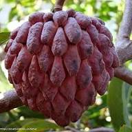 Purple Cherimoya (Sugar Apple) Fruit Seeds for Planting – Heirloom Non-GMO High Germination Organic Garden Seeds