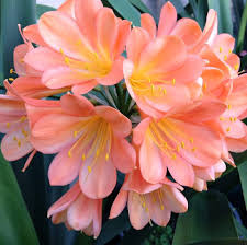 Pale Pink Perennial Clivia Flower Seeds for Planting – Heirloom Non-GMO Organic Garden Seeds