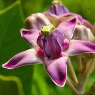 Violet Calotropis Gigantea Flower Seeds – Heirloom Non-GMO High Germination Organic Garden Seeds