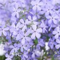 Violet Color Phlox Flower Seeds Violet – Heirloom Non-GMO High Germination Organic Garden Seeds for Planting
