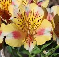 Yellow Pink Alstroemeria Flower Seeds – Heirloom Non-GMO High Germination Organic Garden Seeds