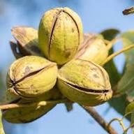 Green Pecan Seeds Heirloom Non-GMO High Germination Organic Garden Seeds for Planting