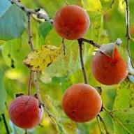 Semillas de Caqui Rojas Variedad Antigua No Modificadas Genéticamente Alta Germinación Semillas Orgánicas de Jardín para Sembrar