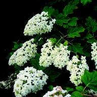 White Quercifolia Flower Seeds Heirloom Non-GMO High Germination Organic Garden Seeds