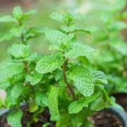 Minze Pflanzen Samen Grün Erbstück gentechnikfrei hohe Keimfähigkeit Bio-Gartensamen zum Pflanzen