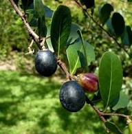 Black Icaco Seeds Heirloom Non-GMO High Germination Organic Garden Seeds for Planting