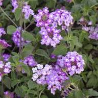Purple Thuringiaca Flower Seeds Heirloom Non-GMO High Germination Organic Garden Seeds for Planting