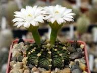 White Gymnocalycium Eurypleurum Flower Seeds – Heirloom, Non-GMO, High Germination