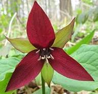 Red Trillium Flower Seeds Heirloom Non-GMO High Germination Organic Garden Seeds for Planting