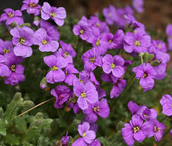 Aubrieta-Blumensamen, Lila Kresse – Alte Sorte, gentechnikfrei, keimstark, Bio-Gartensamen