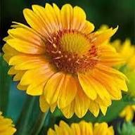 Yellow Gaillardia Flower Seeds Heirloom Non-GMO High Germination Organic Garden Seeds for Planting
