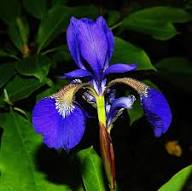 Semillas de flores de crisógrafos violetas – Semillas orgánicas de jardín, reliquia, sin OMG y de alta germinación