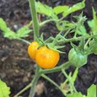 Tomato Growing Yellow Seeds – Heirloom, Non-GMO, High Germination Organic Garden Seeds Planting