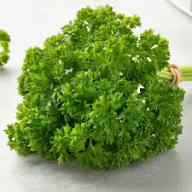 Parsley Plant Seeds Green Heirloom Non-GMO High Germination Organic Garden Seeds for Planting