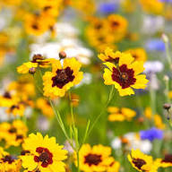 Red Yellow Coreopsis Flower Seeds – Heirloom Non-GMO High Germination