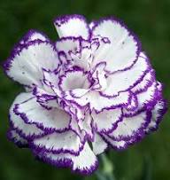 White Purple Dianthus Caryophyllus Flower Seeds – Heirloom, Non-GMO, High Germination Organic Garden Seeds for Planting