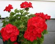 Geranium Flower Seeds Red – Heirloom, Non-GMO, High Germination Seeds for Planting