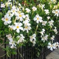 White Mandevilla Flower Seeds Heirloom Non-GMO High Germination Organic Garden Seeds for Planting