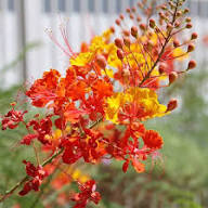 Red Yellow Caesalpinia Flower Seeds – Heirloom Non-GMO High Germination Organic Garden Seeds