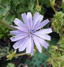 Pink Cichorium Intybus Flower Seeds Heirloom Non-GMO High Germination Organic Garden Seeds for Planting