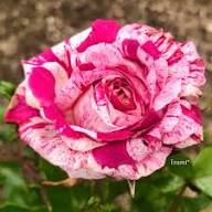 Pink White Dragon Rose Flower Seeds Heirloom Non-GMO High Germination Organic Garden Seeds for Planting