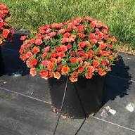 Calibrachoa Flower Seeds Green – Heirloom, Non-GMO, High Germination Organic Garden Seeds for Planting, Seeds for Planting