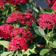 Red Pachystachys Flower Seeds – Heirloom, Non-GMO, High Germination Organic Garden Seeds for Planting