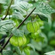 Green Physalis Seeds for Planting – Heirloom Non-GMO High Germination Organic Garden Seeds