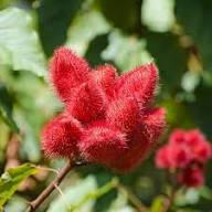Rote Achiote-Samen zum Pflanzen – Alte Sorte gentechnikfrei hohe Keimfähigkeit Bio-Gartensamen