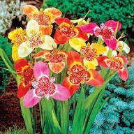 Red Tigridia Flower Seeds – Heirloom, Non-GMO, High Germination Organic Seeds