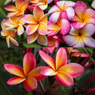 Mixed Plumeria Rubra Flower Seeds – Heirloom, Non-GMO, High Germination Organic Garden Seeds for Planting Seeds for Planting