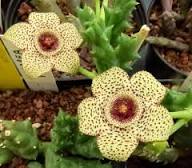 Yellow Brown Stapelia Flower Seeds Heirloom Non-GMO High Germination Organic Garden Seeds for Planting