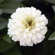 Zinnia Flower Seeds White – Heirloom Non-GMO High Germination Organic Garden Seeds