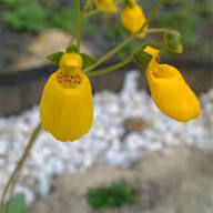 Yellow Giant Calceolaria Flower Seeds Heirloom Non-GMO High Germination Organic Garden Seeds for Planting