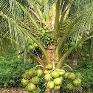 Tropical Coconut Fruit Seeds for Planting Heirloom Non-GMO High Germination Organic Garden Seeds