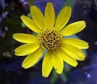 Yellow Arnica Flower Seeds for Planting – Heirloom, Non-GMO, High Germination Organic Garden Seeds