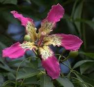 Pink Ceiba Speciosa Flower Seeds Heirloom Non-GMO High Germination Organic Garden Seeds for Planting