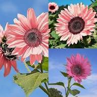 Pink Sunflower Seeds Heirloom Non-GMO High Germination Organic Garden Seeds