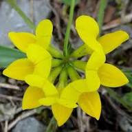 Trefoil Flower Seeds Yellow Heirloom Non-GMO High Germination Organic Garden Seeds