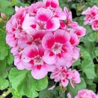 Rare Pink Geranium Flower Seeds Heirloom Non-GMO High Germination Organic Garden Seeds for Planting