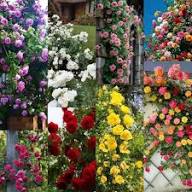 Rose Flower Seeds for Planting – Heirloom Non-GMO High Germination Organic Garden Seeds