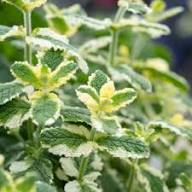 White Mint Plant Seeds Heirloom Non-GMO High Germination Organic Garden Seeds for Planting