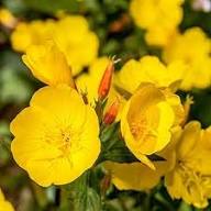 Yellow Oenothera Flower Seeds – Heirloom, Non-GMO, High Germination Organic Seeds