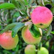 Pink Apple Tree Seeds Heirloom Non-GMO High Germination Organic Garden Seeds for Planting