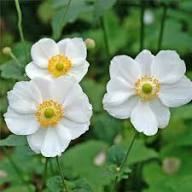 Weiße Anemonenblumensamen – Alte Sorte, gentechnikfrei, hochkeimfähig, Bio-Gartensamen zum Pflanzen