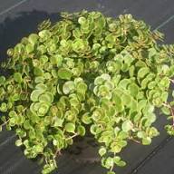 Sedum Tetractinum Green Seeds for Planting – Heirloom, Non-GMO, High Germination Organic Garden Seeds