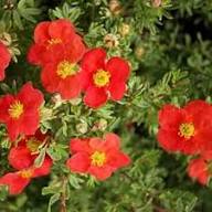 Rote Fingerkraut-Blumensamen – Alte Sorte, gentechnikfrei, hohe Keimrate, Bio-Gartensamen zum Pflanzen